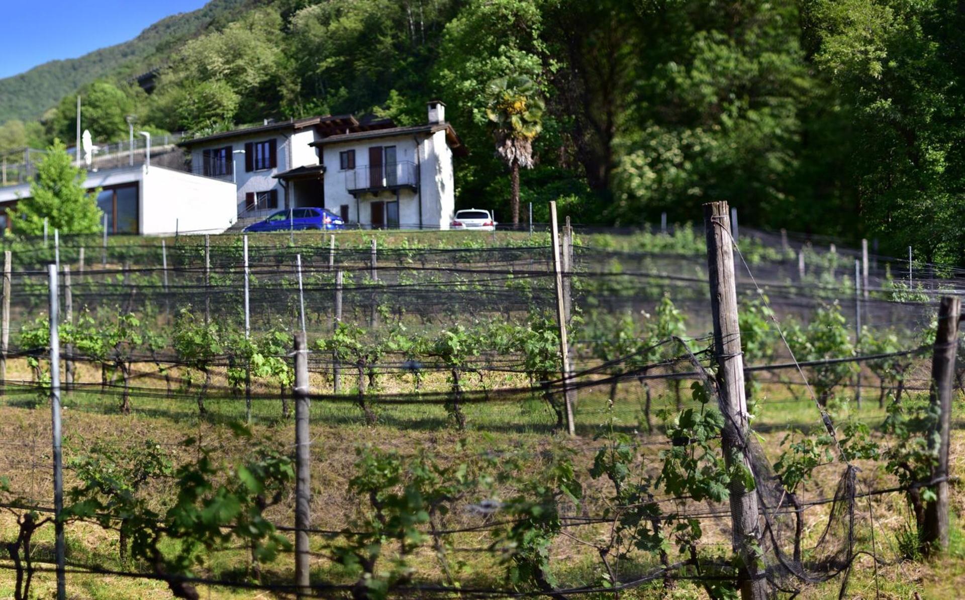 Gambarogno Viva Bacco Bed & Breakfast エクステリア 写真